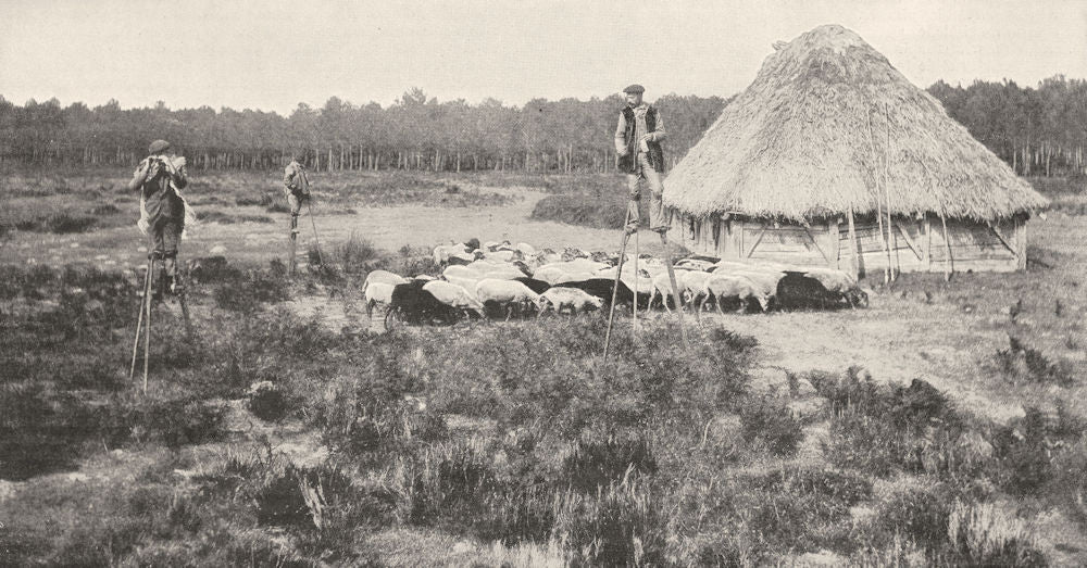 LANDES. Bergers Landais sur Leurs échasses Traditionnelles 1900 old print